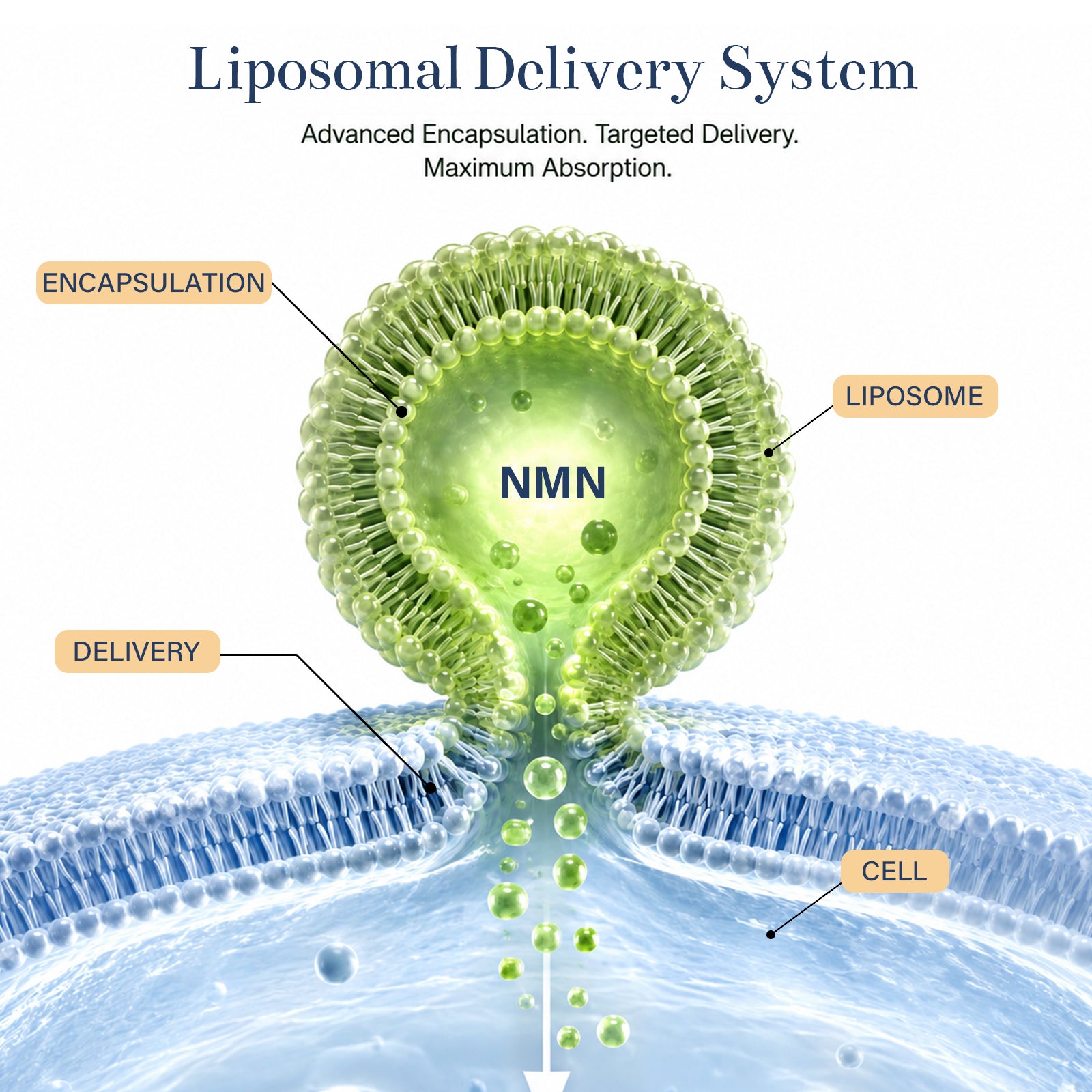 VYHTHY Liposomal Enhanced β-NMN 500mg Per Serving 12-in-1 Complex with Resveratrol, TMG, Glutathione & PQQ | Max Absorption NAD+ Booster for Healthy Aging & Mitochondrial Function, 120 Vegetarian Capsules